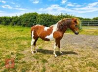 1YO DARTMOOR HILL 12HH GELDING
