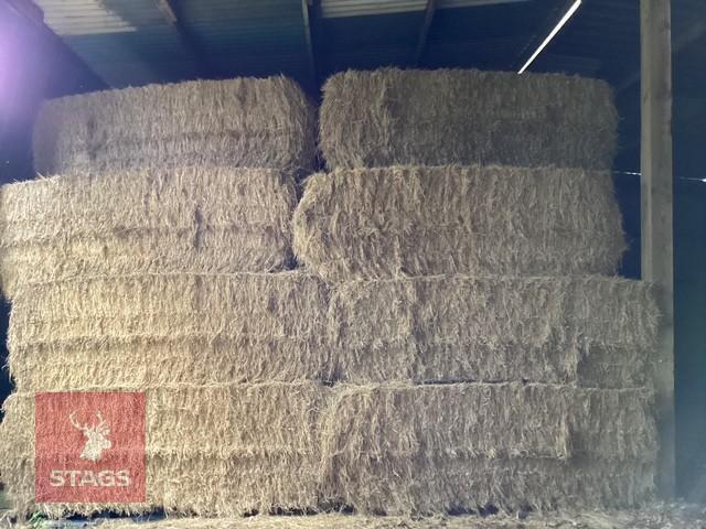 55 SQUARE BALES OF 2026 HAY