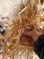 35 SQUARE BALES OF 2025 BARLEY STRAW - 2