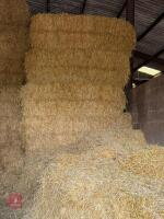 35 SQUARE BALES OF 2025 BARLEY STRAW - 3