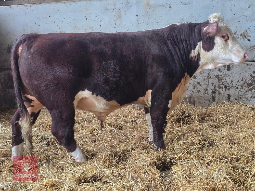 16 MO PEDIGREE HEREFORD BULL