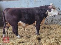 16 MO PEDIGREE HEREFORD BULL