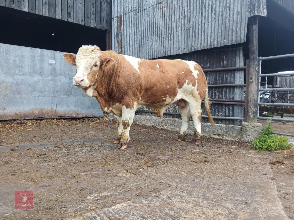 16MO PEDIGREE SIMMENTAL BULL