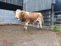 16MO PEDIGREE SIMMENTAL BULL