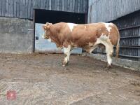 16MO PEDIGREE SIMMENTAL BULL - 2