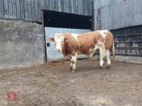 16MO PEDIGREE SIMMENTAL BULL - 3