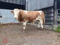 16MO PEDIGREE SIMMENTAL BULL - 4