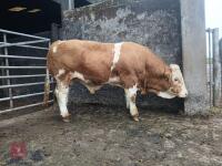 16MO PEDIGREE SIMMENTAL BULL - 5