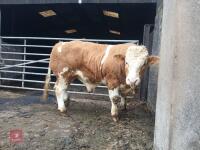 16MO PEDIGREE SIMMENTAL BULL - 6