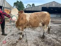 10MO PEDIGREE SIMMENTAL HEIFER