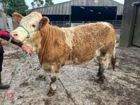 10MO PEDIGREE SIMMENTAL HEIFER - 2