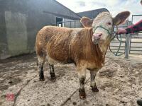 10MO PEDIGREE SIMMENTAL HEIFER - 3