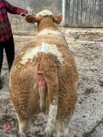 10MO PEDIGREE SIMMENTAL HEIFER - 4