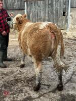 10MO PEDIGREE SIMMENTAL HEIFER - 5