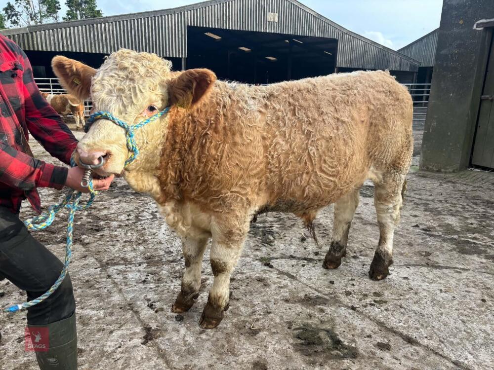 7MO PEDIGREE SIMMENTAL BULL