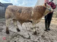 7MO PEDIGREE SIMMENTAL BULL - 2