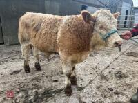 7MO PEDIGREE SIMMENTAL BULL - 3