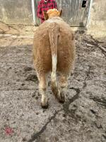 7MO PEDIGREE SIMMENTAL BULL - 4