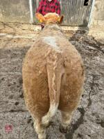 7MO PEDIGREE SIMMENTAL BULL - 5