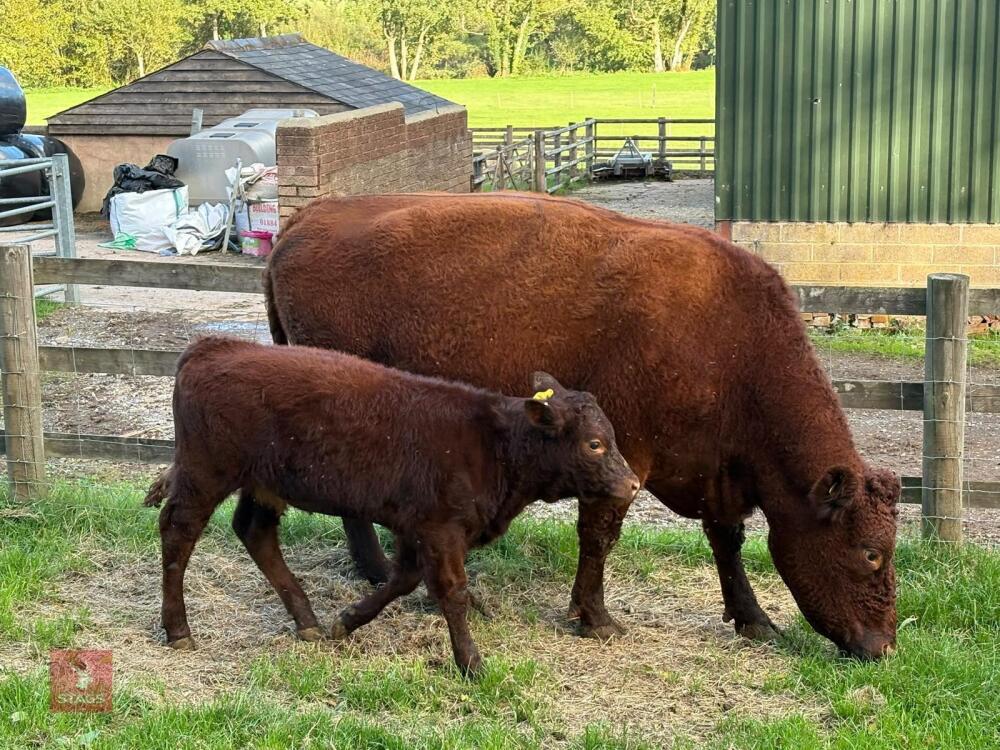 5YO PEDIGREE DEVON COW & CALF AT FOOT