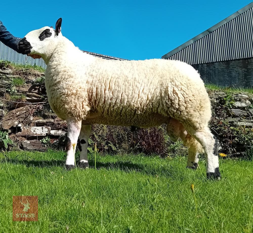 20MO PEDIGREE KERRY HILL SHEARLING RAM