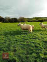 20MO PEDIGREE KERRY HILL SHEARLING RAM - 2