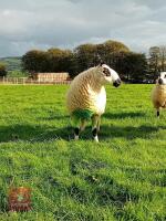 20MO PEDIGREE KERRY HILL SHEARLING RAM - 3