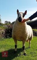 20MO PEDIGREE KERRY HILL SHEARLING RAM - 4