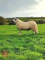 20MO PEDIGREE KERRY HILL SHEARLING RAM - 5