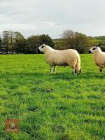 20MO PEDIGREE KERRY HILL SHEARLING RAM - 6