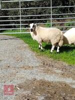 8MO PEDIGREE KERRY HILL RAM LAMB
