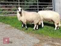8MO PEDIGREE KERRY HILL RAM LAMB - 2