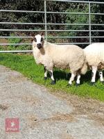 8MO PEDIGREE KERRY HILL RAM LAMB - 3