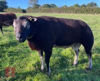 32MO PEDIGREE BADGERFACE TEXEL RAM
