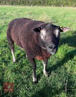 32MO PEDIGREE BADGERFACE TEXEL RAM - 2