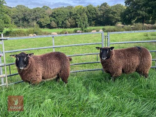 2 X 7MO BADGERFACE TEXEL EWE LAMBS