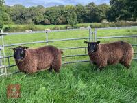 2 X 7MO BADGERFACE TEXEL EWE LAMBS