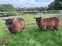 2 X 7MO BADGERFACE TEXEL EWE LAMBS - 2