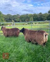 2 X 7MO BADGERFACE TEXEL EWE LAMBS - 3