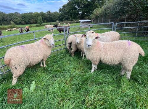 5 X 7MO POLL DORSET X EWE LAMBS