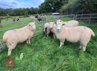 5 X 7MO POLL DORSET X EWE LAMBS