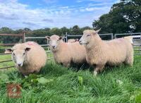 5 X 7MO POLL DORSET X EWE LAMBS - 2