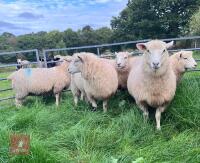 5 X 7MO POLL DORSET X EWE LAMBS - 3