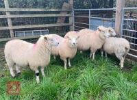 5 X 7MO POLL DORSET X EWE LAMBS - 4