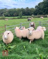 5 X 7MO POLL DORSET X EWE LAMBS - 5