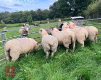 5 X 7MO POLL DORSET X EWE LAMBS - 6