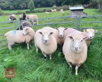 5 X 7MO POLL DORSET X EWE LAMBS - 7