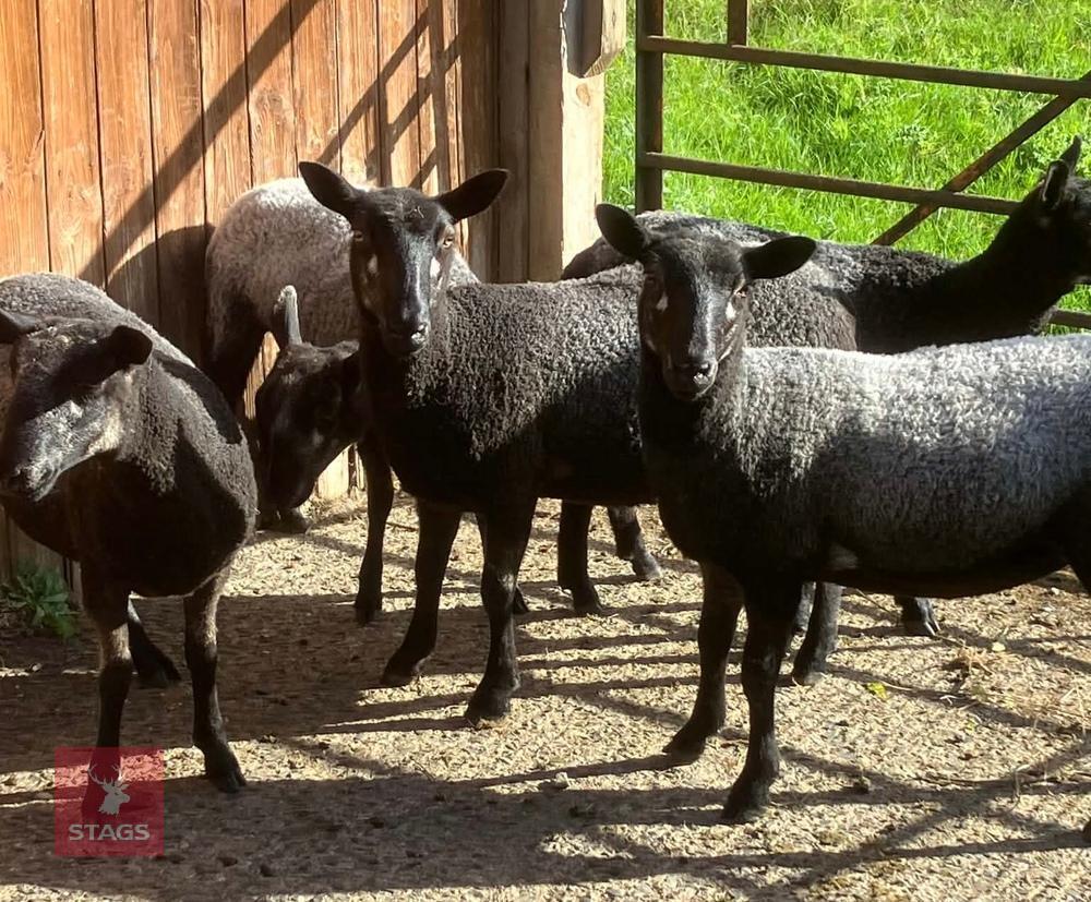 5 BADGERFACE MULE EWES LAMBS