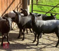 5 BADGERFACE MULE EWES LAMBS - 2