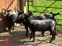 5 BADGERFACE MULE EWES LAMBS - 3
